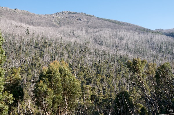 AustraliaEast 10  115